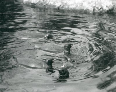 Cuatro pingüinos rey nadando en su piscina en el Zoológico de Londres, junio de 1927 de Frederick William Bond
