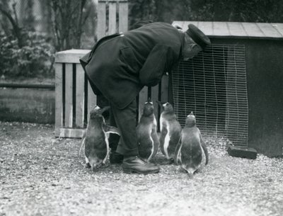 Pingüinos Gentoo con el cuidador Albert White, Zoológico de Londres, c.1914 de Frederick William Bond