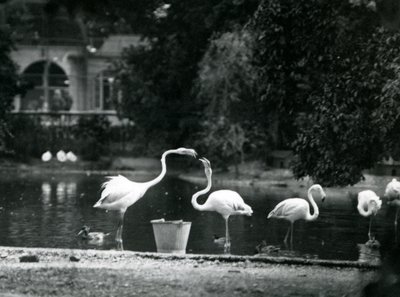 Flamencos mayores en su lago en el zoológico de Londres en 1924 de Frederick William Bond