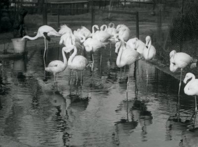 Flamencos mayores en su estanque en el Zoológico de Londres, 1926 de Frederick William Bond
