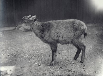 Goral del Himalaya en el Zoológico de Londres, 1914 de Frederick William Bond