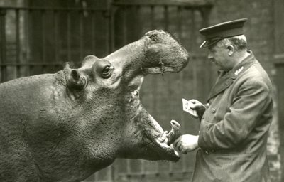 Hipopótamo Bobbie con el cuidador Ernie Bowman, Zoológico de Londres, 1927 de Frederick William Bond