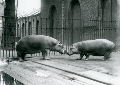 Los hipopótamos Bobbie y Joan son presentados en el Zoológico de Londres, 1923 de Frederick William Bond