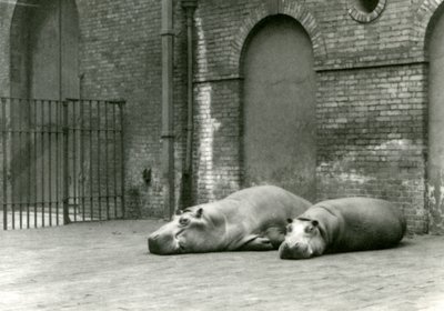 Hipopótamos Bobbie y Joan en el Zoológico de Londres, julio de 1923 de Frederick William Bond
