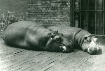 Hipopótamos Bobbie y Joan acostados en su recinto en el Zoológico de Londres, julio de 1923 de Frederick William Bond