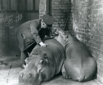 Hipopótamos Joan y Jimmy en el Zoológico de Londres en 1927 de Frederick William Bond