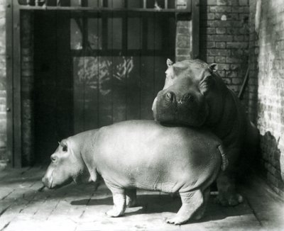 Hipopótamos Joan y Jimmy en el Zoológico de Londres en 1927 de Frederick William Bond