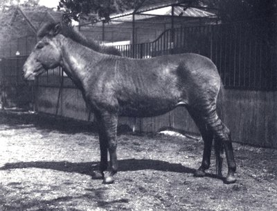 Cebra híbrida en el zoológico de Londres, julio de 1916 de Frederick William Bond