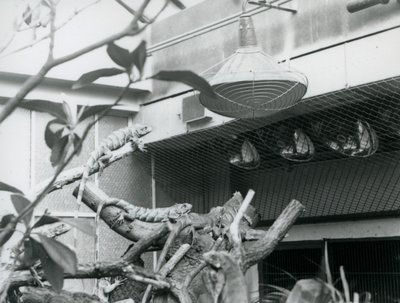 Iguanas, tomando el sol en ramas, disfrutando de la luz solar artificial en su recinto, Zoológico de Londres, agosto de 1928 de Frederick William Bond