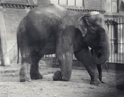 Elefante Indio, Assam Lukhi, arrodillado con su cuidador en el Zoológico de Londres, abril de 1914 de Frederick William Bond