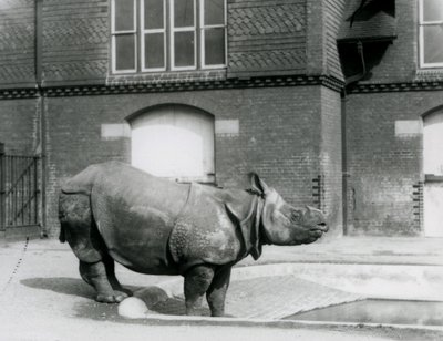 Rinoceronte Indio Félix de pie al borde de su piscina en el Zoológico de Londres en 1927 de Frederick William Bond