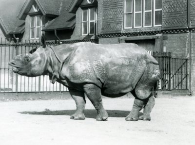 Rinoceronte indio Félix en su corral en el Zoológico de Londres, 1927 de Frederick William Bond