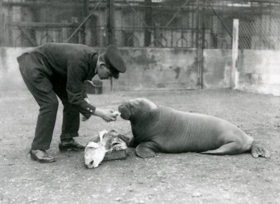 Cuidador, Arthur Chandler, alimentando a un joven morsa con pescado, Zoológico de Londres, 1924 de Frederick William Bond