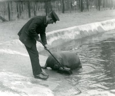 El cuidador Arthur Chandler barre la piscina de la morsa, zoológico de Londres, 1924 de Frederick William Bond