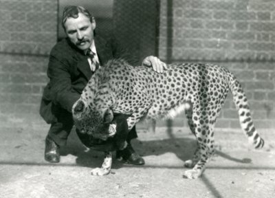 El Guardián Charles Dixon con un Guepardo juguetón en el Zoológico de Londres, octubre 1922 de Frederick William Bond