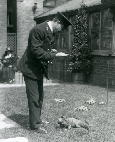 Cuidador Collins con una iguana de roca nublada con correa en el Zoológico de Londres, 1924 de Frederick William Bond