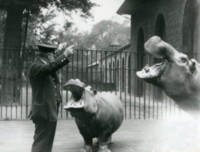 El cuidador Ernie Bowman con los hipopótamos Bobbie y Joan en el Zoológico de Londres, julio de 1923 de Frederick William Bond
