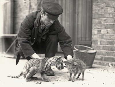 Guardián, H. Warwick, con un cachorro de tigre y un pecarí, tomado en el Zoológico de Londres, mayo de 1914 de Frederick William Bond