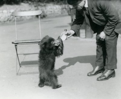 El cuidador Harry Warwick alimenta con biberón a un oso perezoso en el Zoológico de Londres, agosto de 1921 de Frederick William Bond