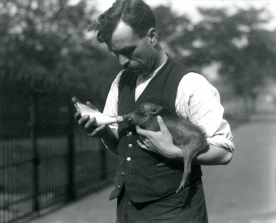 El Guardián Harry Warwick alimenta con biberón a un bebé Jabalí en el Zoológico de Londres, en agosto de 1922 de Frederick William Bond