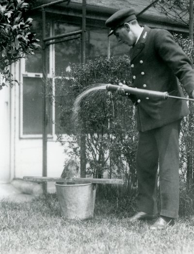 El Guardián Thomas Raggett Dando una Ducha a un Tawny Frogmouth, Zoológico de Londres, 1924 de Frederick William Bond