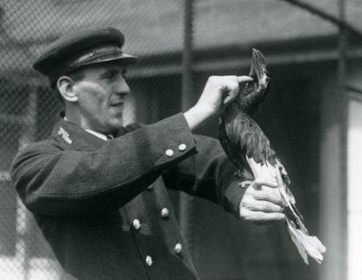 El Guardián Thomas Raggett Acariciando un Gran Calao Indio bajo su Pico en el Zoológico de Londres, 1924 de Frederick William Bond