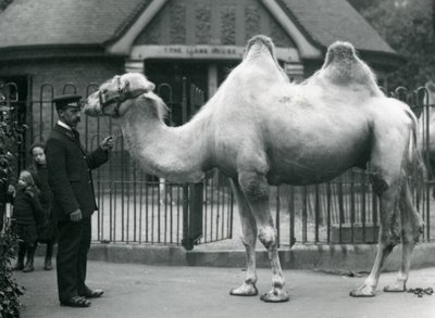 El guardián W. Styles, con un camello bactriano, fuera de la Casa de Llamas en el Zoológico de Londres, julio de 1914 de Frederick William Bond