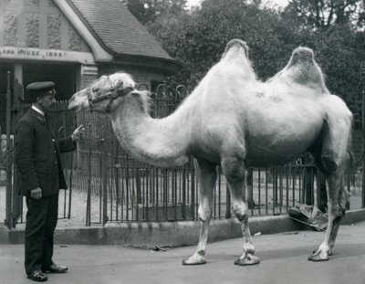 El guardián W. Styles, con un camello bactriano, fuera de la Casa de las Llamas en el Zoológico de Londres, julio de 1914 de Frederick William Bond