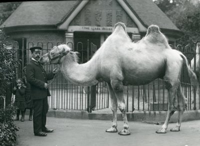 El guardián W. Styles, con un camello bactriano, fuera de la Casa de las Llamas en el Zoológico de Londres, julio de 1914 de Frederick William Bond