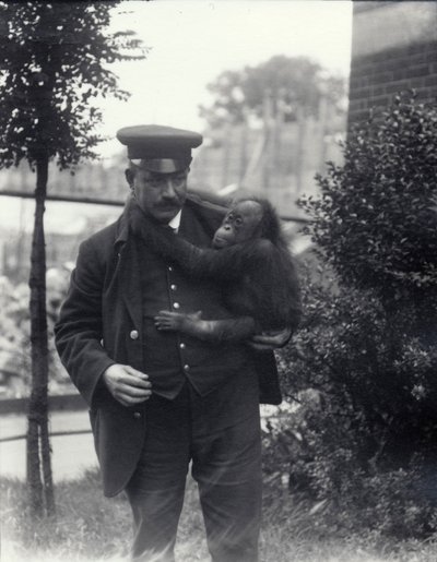 El cuidador Z. Rodwell sosteniendo a un joven orangután en el Zoológico de Londres, octubre de 1913 de Frederick William Bond