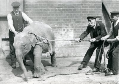 Los Guardianes A. Church, Charles Eyles y H. Robertson Intentando Guiar a un Elefante Asiático Bebé con una Cuerda, Zoológico de Londres, Septiembre de 1919 de Frederick William Bond