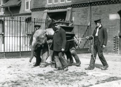 Los cuidadores Jack Milbourne, H Robertson y Thomas entrenan a un joven elefante asiático, zoológico de Londres, mayo de 1922 de Frederick William Bond