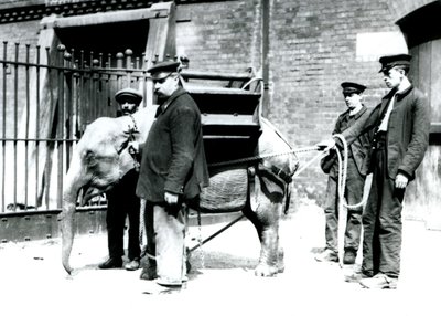 Los cuidadores Jack Milbourne, H Robertson y Thomas entrenan a un joven elefante asiático, zoológico de Londres, mayo de 1922 de Frederick William Bond