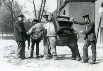 Los cuidadores Jack Milbourne, H Robertson y Thomas entrenan a un joven elefante asiático, zoológico de Londres, mayo de 1922 de Frederick William Bond