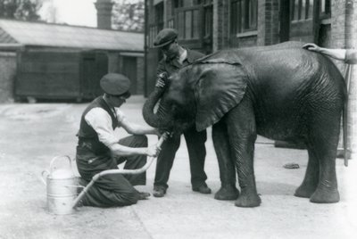 Cuidadores ayudando al joven elefante africano Kiberenge a beber de una manguera en el Zoológico de Londres, julio de 1924 de Frederick William Bond