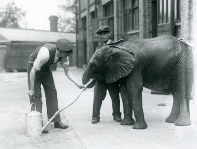 Los cuidadores ayudan al joven elefante africano Kiberenge a beber de una manguera que se ha conectado a una regadera, zoológico de Londres, julio de 1924 de Frederick William Bond