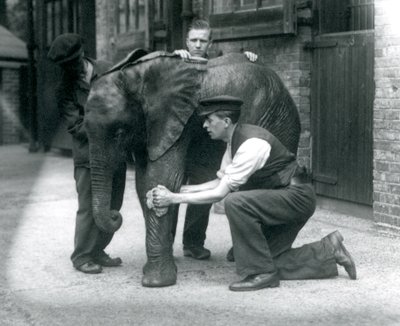 Cuidadores aceitando la piel del joven elefante africano Kiberenge en el Zoológico de Londres, julio de 1924 de Frederick William Bond