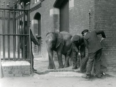 Cuidadores con el joven elefante africano Kiberenge, Zoológico de Londres, 1924 de Frederick William Bond