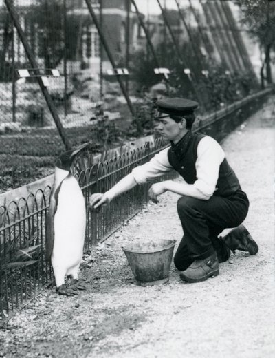 Pingüino Rey, siendo lavado por el cuidador Harry Munro, con una esponja en el Zoológico de Londres, mayo de 1914. Munro murió en la Primera Guerra Mundial, habiendo servido en el ejército, en dirigibles y en patrullas antisubmarinas de Frederick William Bond