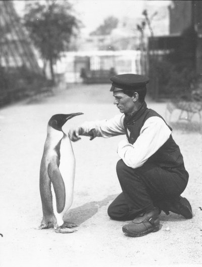 Pingüino rey, con el cuidador Harry Munro, 1914 de Frederick William Bond