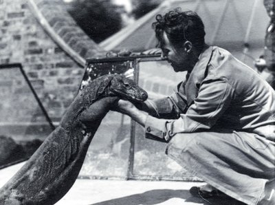 Dragón de Komodo Sumbawa con el cuidador H. Alec Budd, 1928 de Frederick William Bond