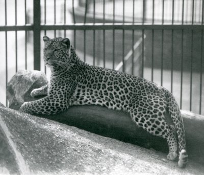 Leopardo Rex acostado en un tronco en su recinto en el Zoológico de Londres en julio de 1925 de Frederick William Bond