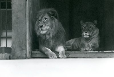 León y leona Kuja y Caroline en el zoológico de Londres, julio de 1924 de Frederick William Bond