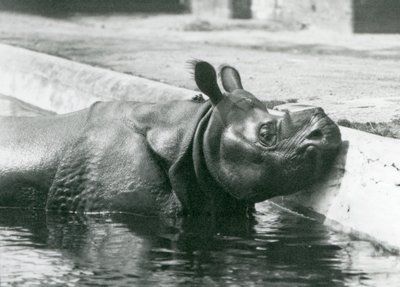 Rinoceronte indio macho Félix disfrutando de un baño en su piscina en el Zoológico de Londres en junio de 1928 de Frederick William Bond