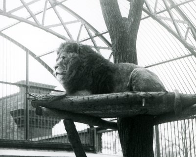 León macho, 