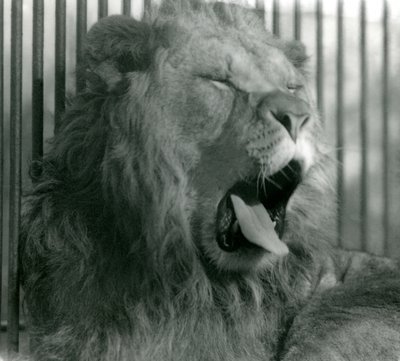León macho, Abdullah, bosteza en su recinto en el Zoológico de Londres en 1925 de Frederick William Bond