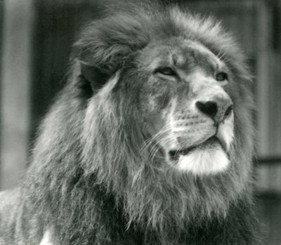 León macho Kuja en el Zoológico de Londres en agosto de 1924 de Frederick William Bond
