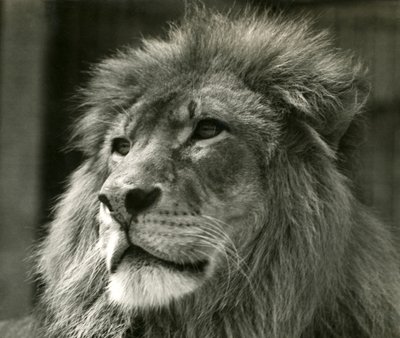 León macho Kuja en el Zoológico de Londres en agosto de 1924 de Frederick William Bond