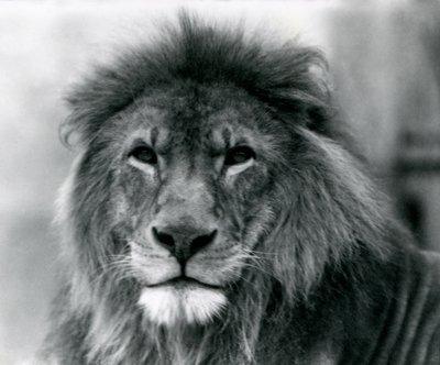 León macho Kuja en el Zoológico de Londres en enero de 1925 de Frederick William Bond