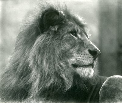 León macho Kuja en el Zoológico de Londres en enero de 1925 de Frederick William Bond